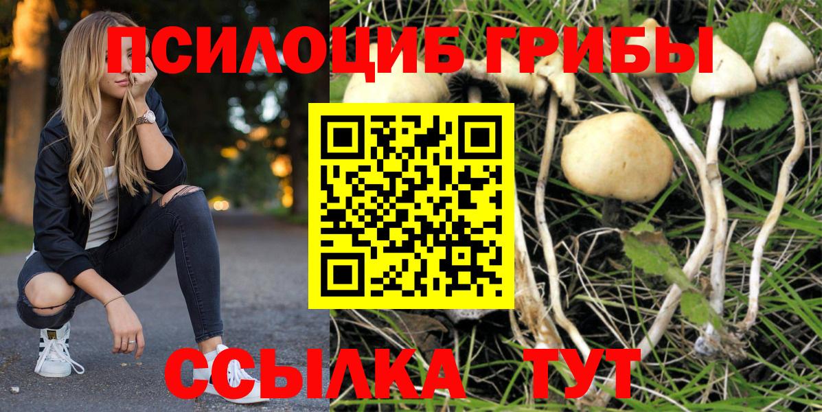 Мытищи  Псилоцибиновые грибы Psilocybine cubensis  Вход с VPN 